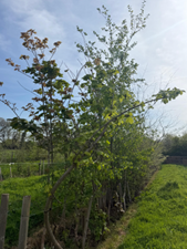 A line of young trees in a temporary tree nursery