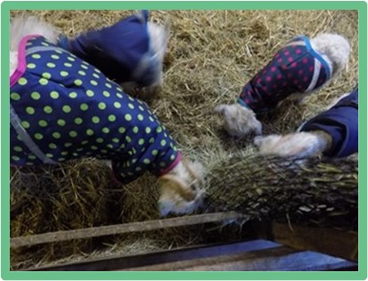 Pennywell farm goats
