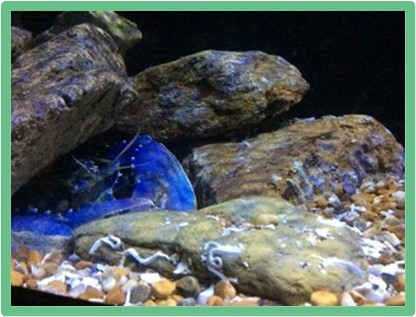 Plymouth Aquarium 