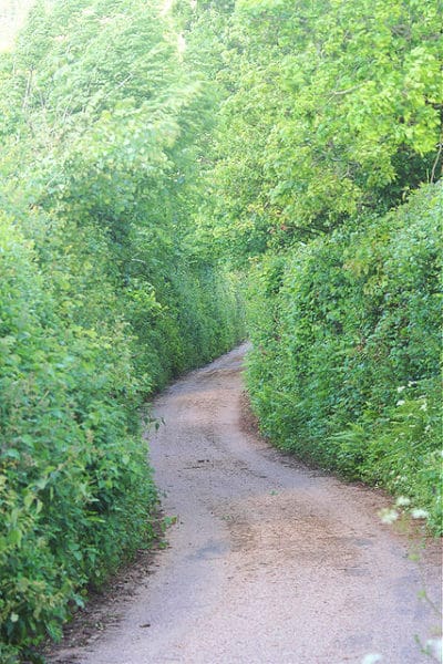 overgrown hedges on narrow country lane