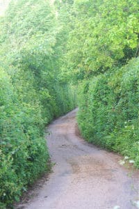 overgrown hedges on narrow country lane