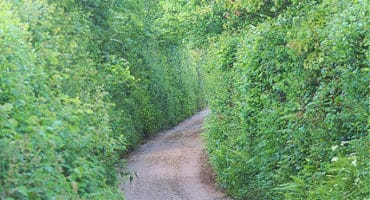 overgrown hedges on narrow country lane