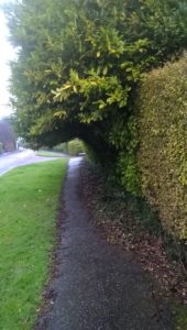 Footway in Sidmouth cleared of leaves