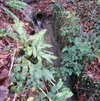 gully on a hillside amongst plants and leaves