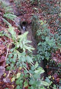 gully on a hillside amongst plants and leaves