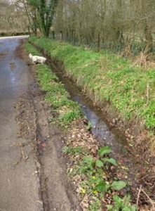 hedgerow along road with muddy ditchwater, with a small white dog looking into the ditch