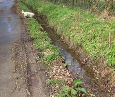 hedgerow along road with muddy ditchwater, with a small white dog looking into the ditch