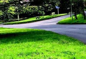 grass verge on sunny day along road at sticklepath