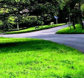 grass verge on sunny day along road at sticklepath