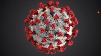 Image of Coronavirus cell