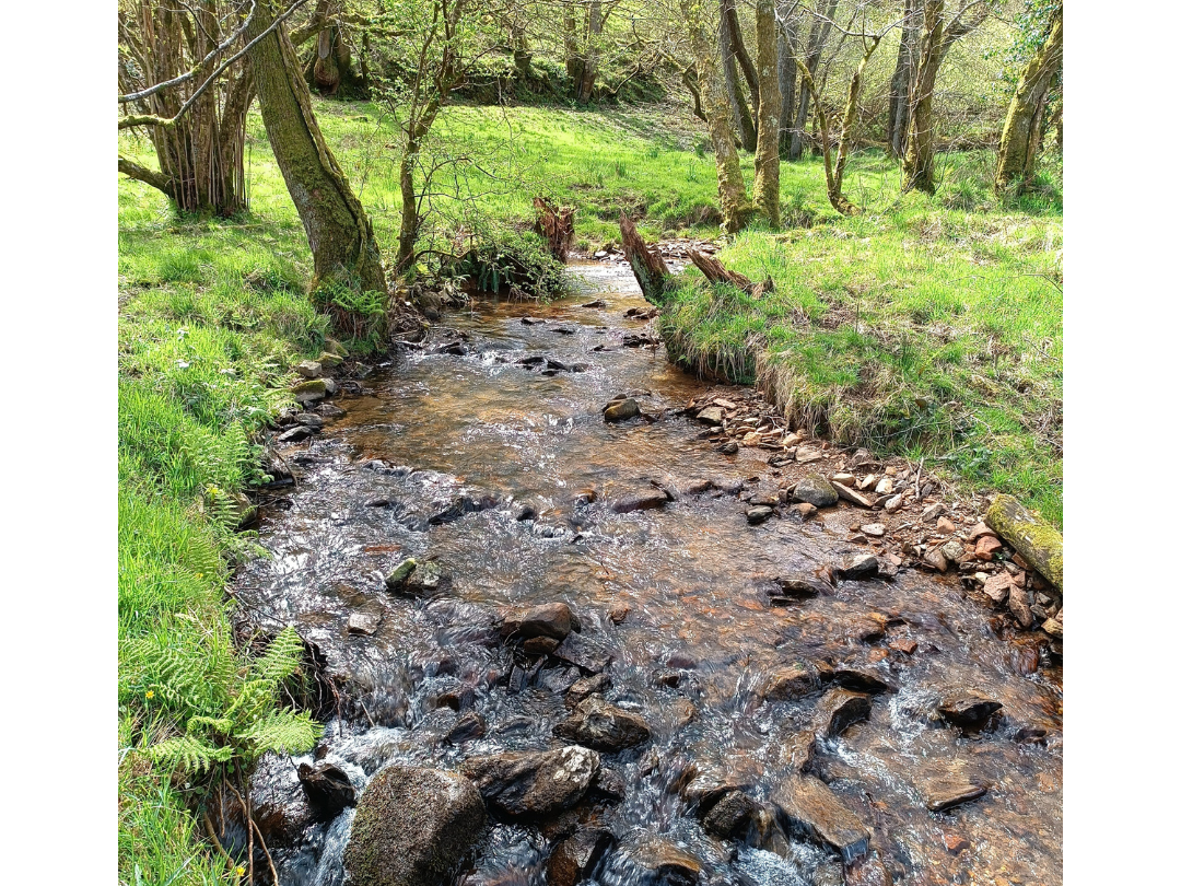Shallow river that bends to the right. Numerous different sized rocks lie on the river bed. The river bank is grassy and lined with trees.
