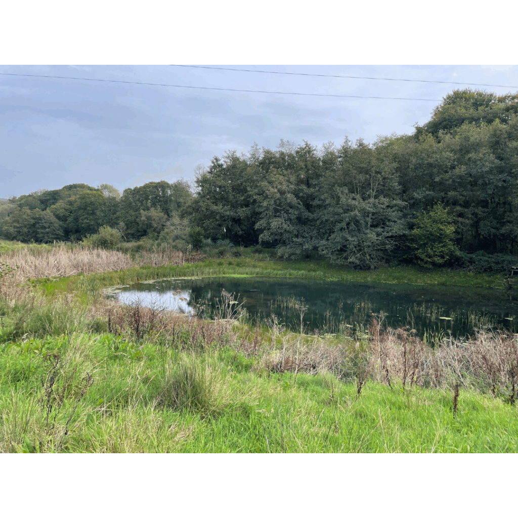 A pond filled with water that is surrounded by grass and small shrubs. Taller trees line the background.