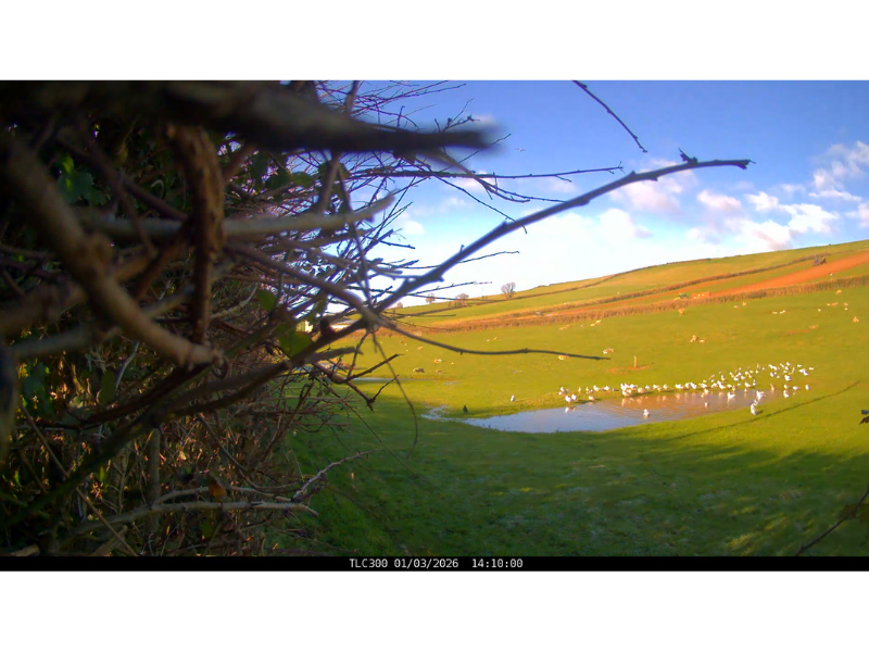 A large group of birds gather at the edge of a large pool of water in a field.