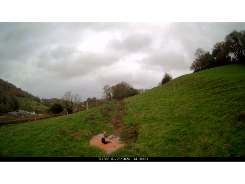 A narrow channel dug into a sloped field, with a bird resting in a small pool of water that collects in the channel.