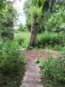 Path through area planted with wildflower seeds