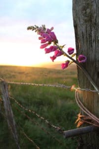 Close up of foxglove tied to post, fence and field in background, sun setting