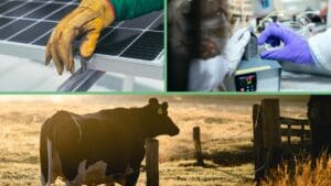 Solar Panel, Scientist and Cow picture collage