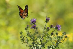butterfly and flowers