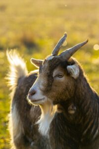 picture of a goat in a field