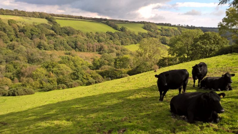 Valley with woodland and grass fields surrounded by trees and hedges. In foreground, four black cattle on steeply sloping grass field.