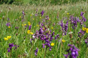 Yellow and purple-blue wildlfowers in verge