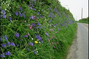 Colourful wildflowers in bank next to country lane