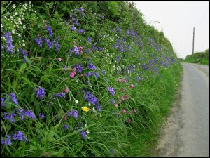 View of country lane with bluebells and other colourful flowers in hedgebank