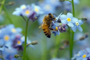 Honey bee on forget-me-not flower Copyright Ben Lee