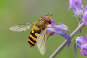 Hoverfly on flower Copyright Tim Worfolk