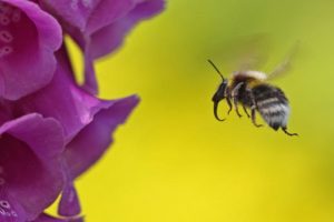 Bumblebee about to land on foxglove flower with proboscis sticking out