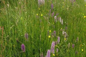 Wildlfower verge with lilac colour orchids, yellow flowers and tall white flowering shrub