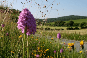 Purple colour Pyramidal orchid in flower filled verge, road in background