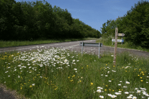 Oxe-eye daisies in verge by a t-juntion