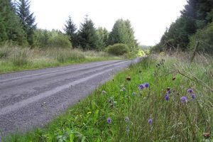 Road and wildflower verge