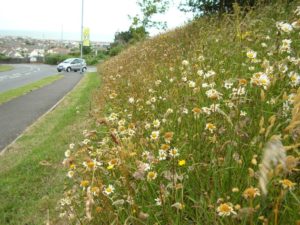 View along a road with oxeye daisy and marigolds on sloping grass bank