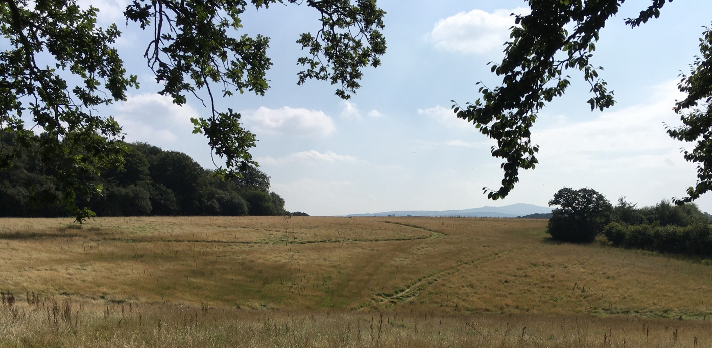 Land purchased for the purpose of tree planting, a field of grass surrounded by trees and hedgerow.