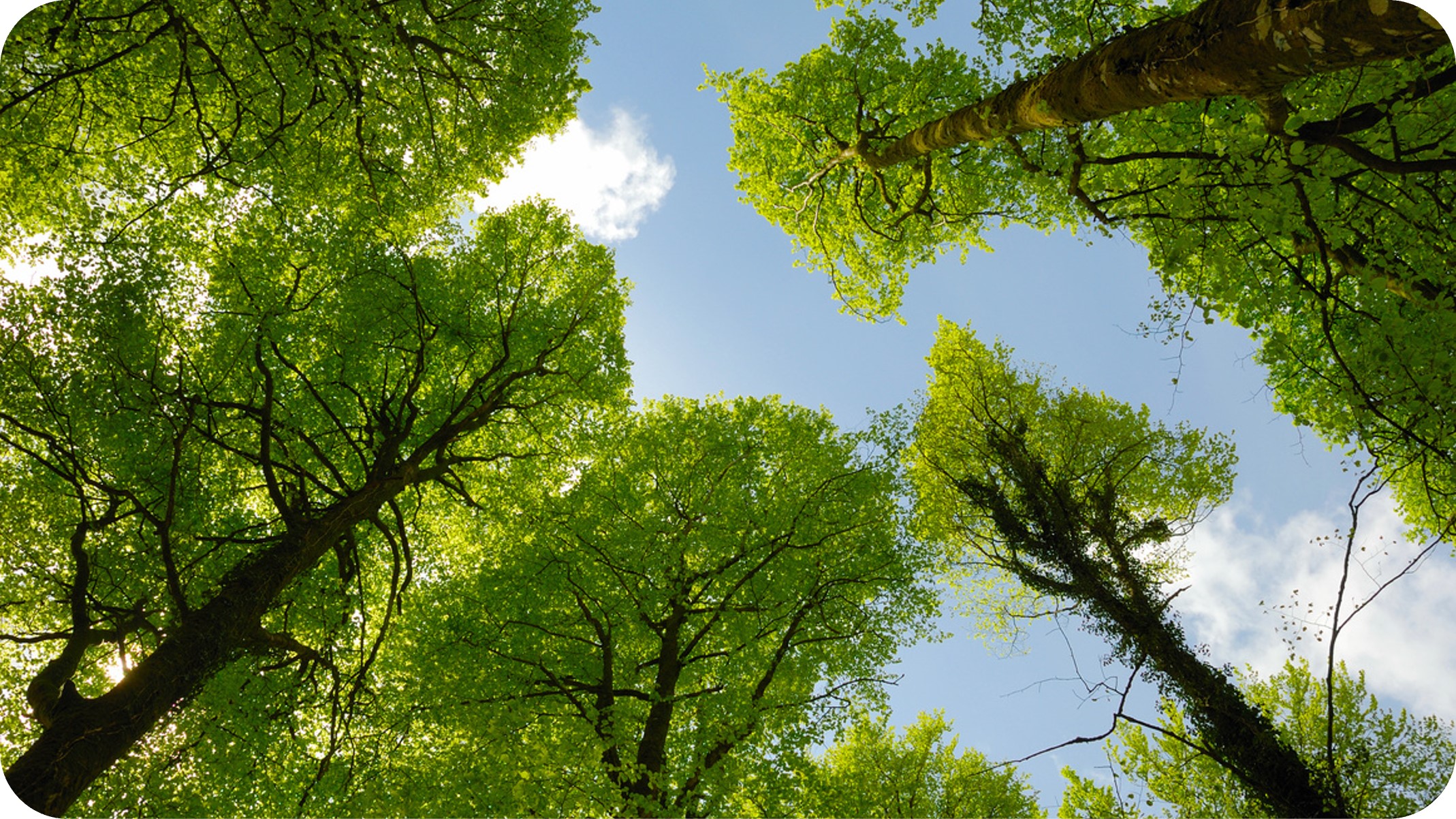 Photo of tree tops and sky seen from below
