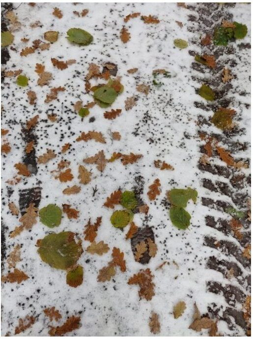 Leaves in snow image