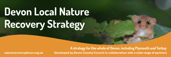 Banner of Devon Local Nature Recovery Strategy. Picture of hazel dormouse on leafy hazel branch. With orange area with text: "A strategy for the whole of Devon, including Plymouth and Torbay. Developed by Devon County Council in collaboration with a wide range of partners. naturerecoverydevon.org.uk