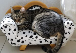 Cat asleep on a chair