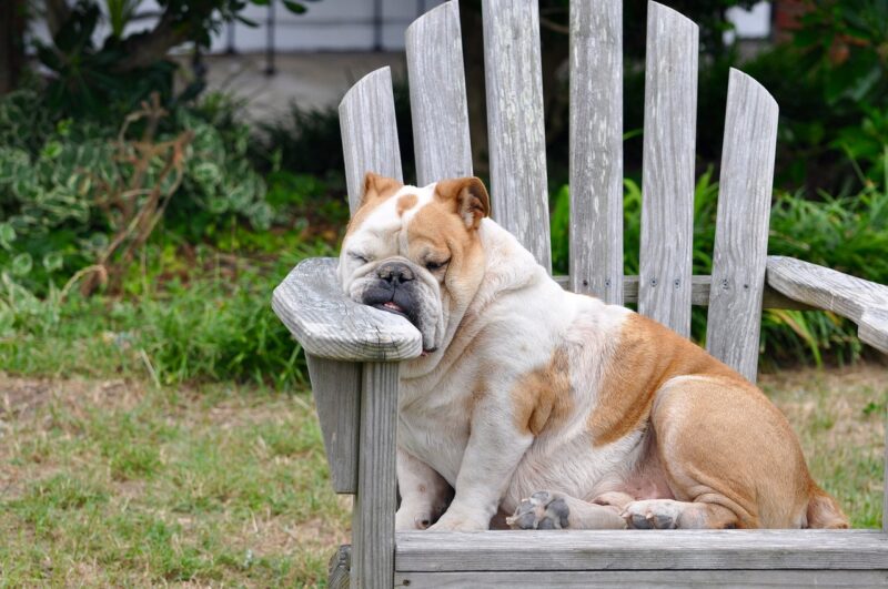 Image of a sleepy bull dog slumped on a garden chair