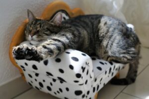 A relaxed cat on a black and white mini sofa. Image by photosforyou from Pixabay
