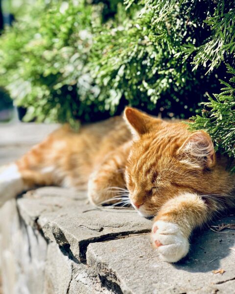 A ginger cat snoozing in the sun on a wall. Image by Tikovka1355 from Pixabay