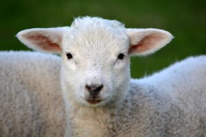 A white lamb.