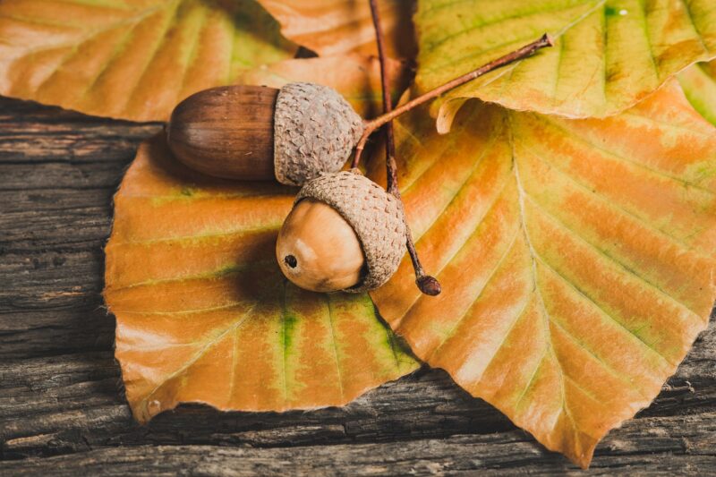 Two acorns sat on some autumn leaves. Image by Ylanite Koppens from Pixabay