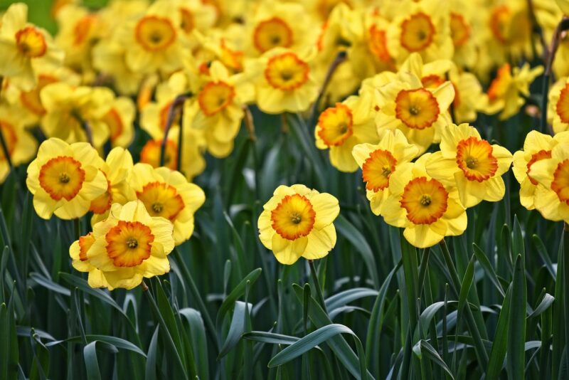 A bunch of yellow and orange daffodils growing. Image by Mabel Amber, Pixabay