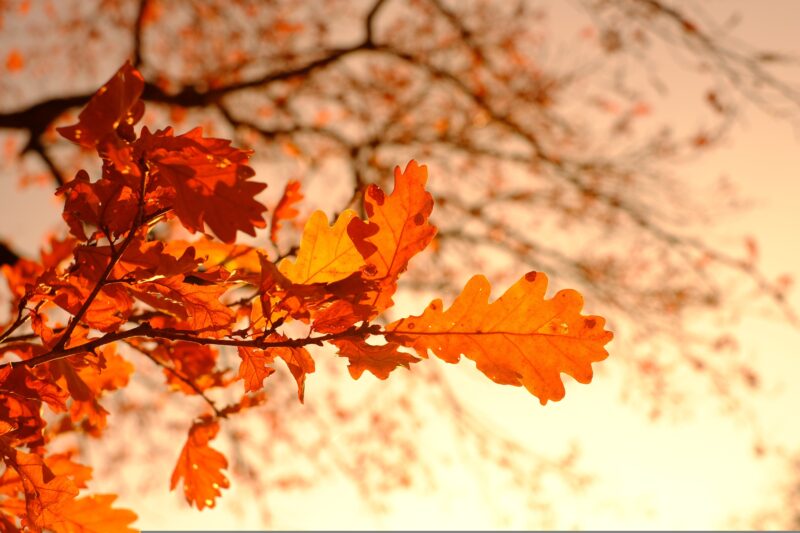 Image of autumn leaves. Image by Hans from Pixabay