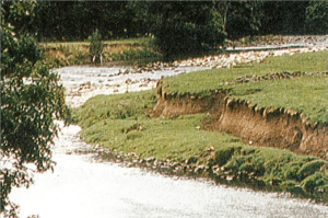 Development of vegetation on a bank which is stabilising through allowed natural adjustment