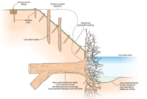 Bank protection using root wads to protect the toe of the bank from erosion