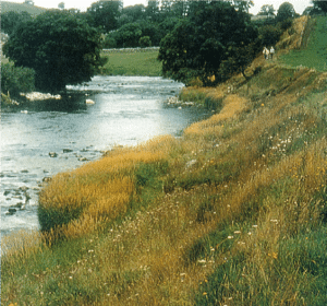 Grass revetment with wildflower mix 